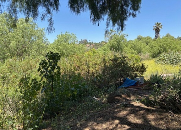 Dense brush and overgrown trees filling the Old Butterfield Wash before the clearance