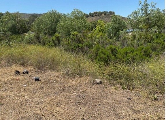 Thick green brush and dry grass along the Old Butterfield Wash before the clearance