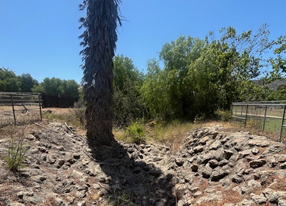 A palm with a heavy skirt of dead fronds and dense brush behind the rock-lined channel before the clearance